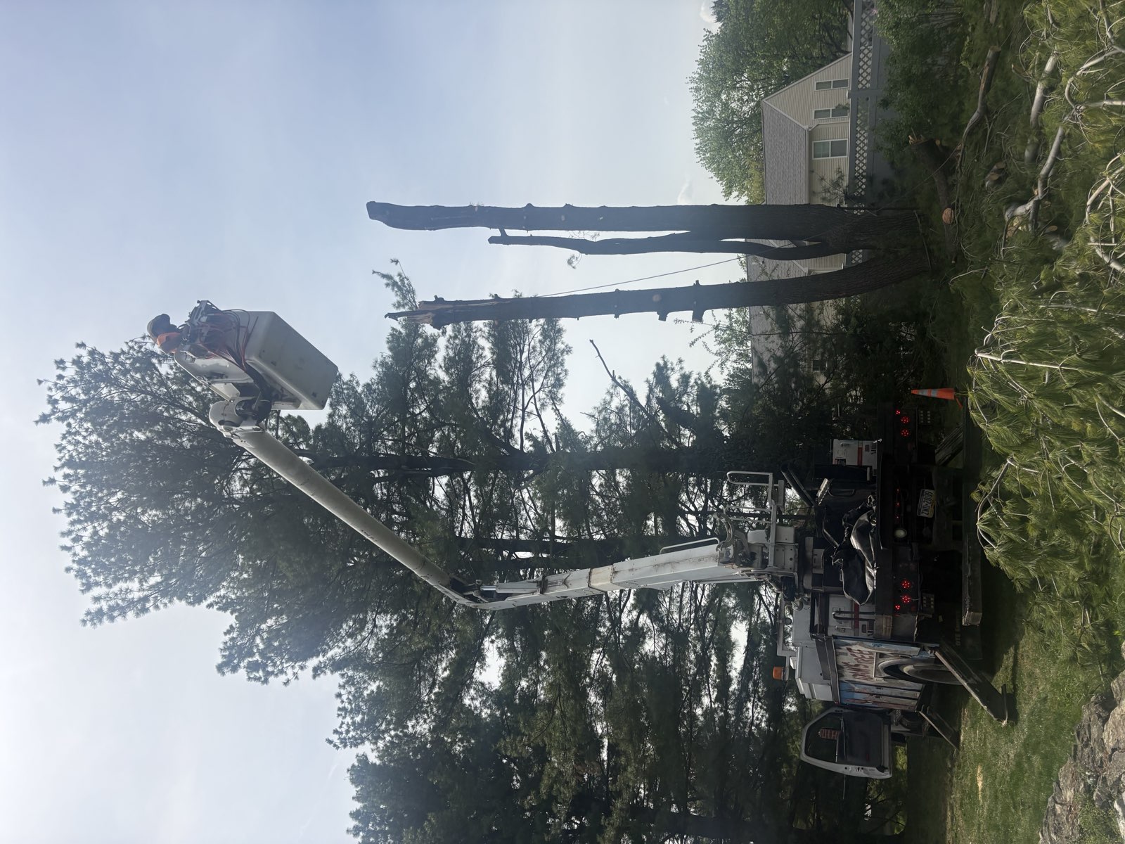 Climber in a bucket taking down a tall pine