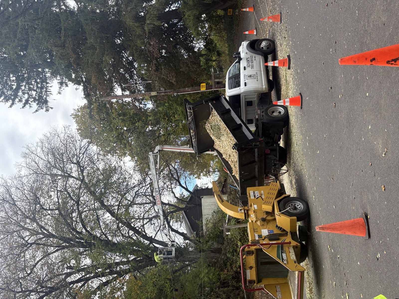 Chipper feeding chips into the dump truck while a climber works above