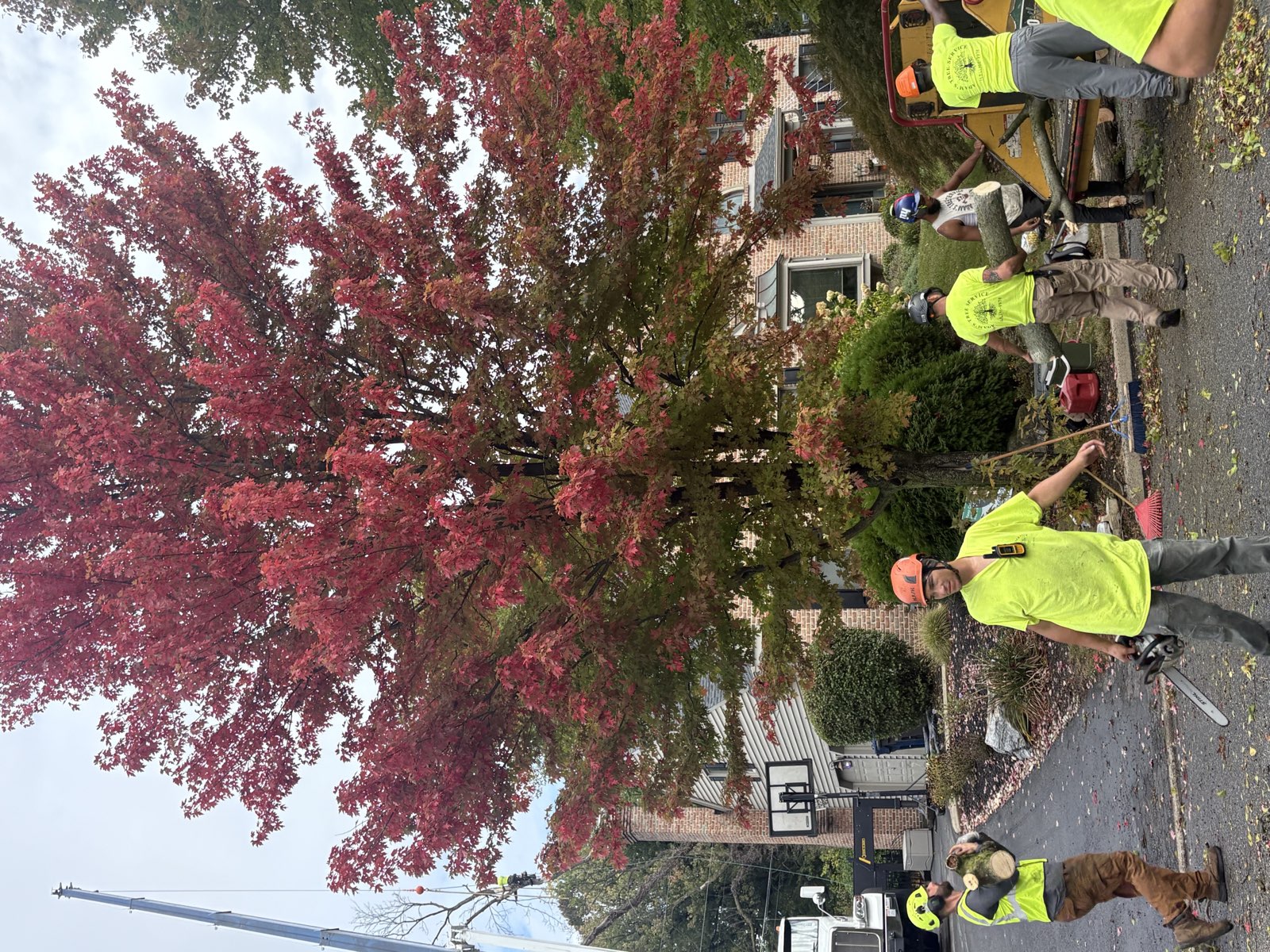 Crew in yellow shirts carrying logs beside a red maple